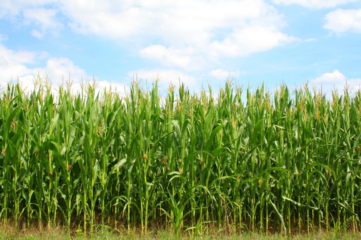 Seed Plot Products | Tidewater Seed
