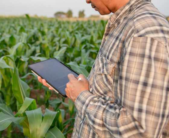 A grower checking a tablet in a young corn field