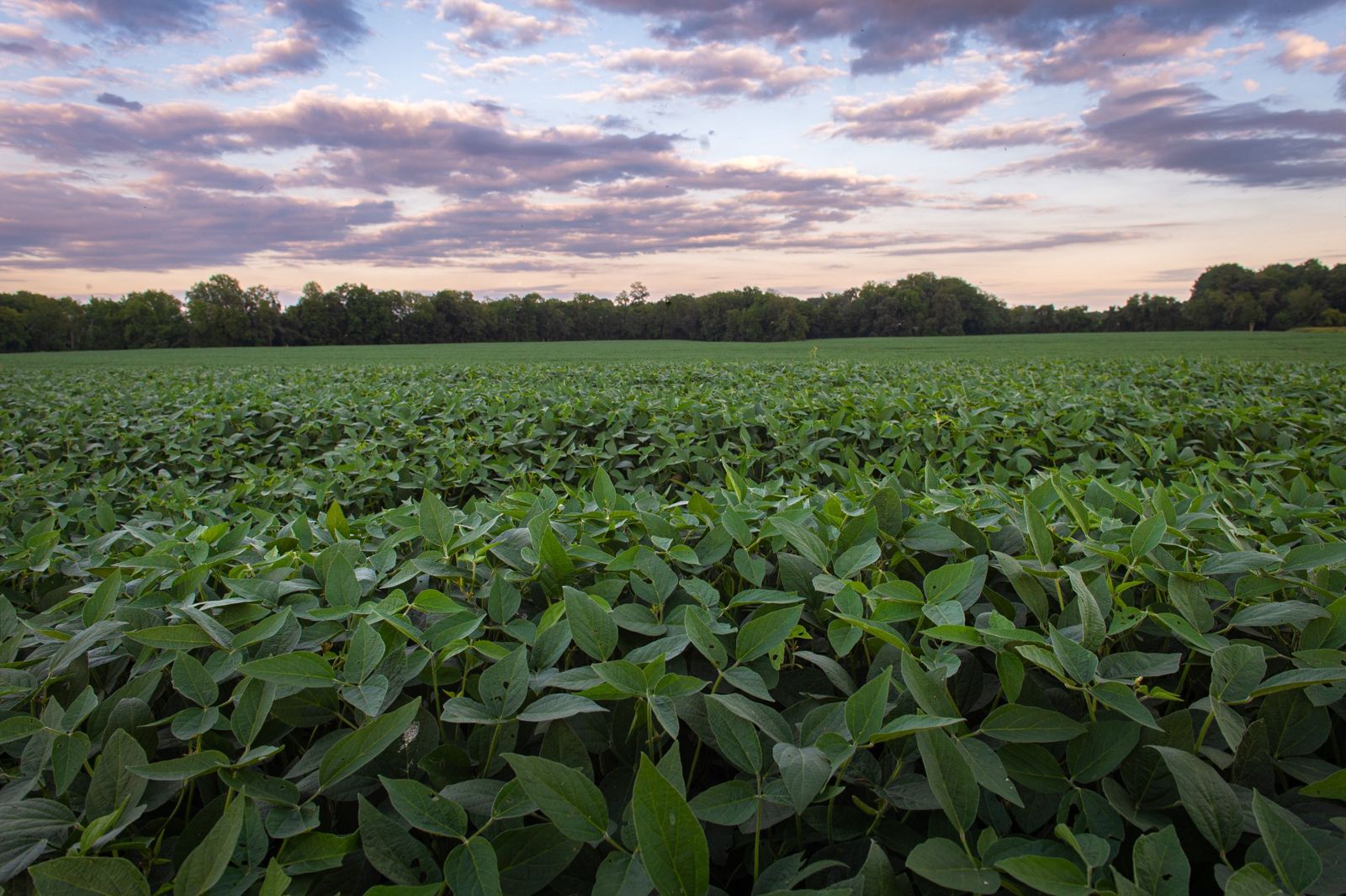 Close view of a healthy soybean canopy