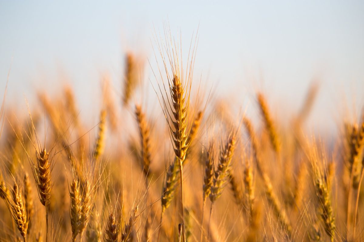 Seed Plot Products | Tidewater Seed